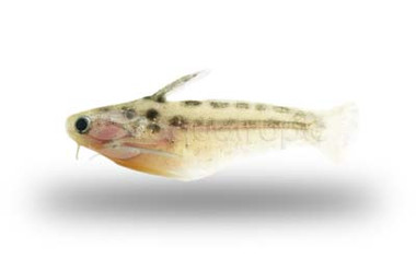 Woodcat Pygmy :: 17333