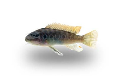 Zebra Red Top :: 18180