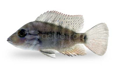 False Firemouth Cichlid :: 18474