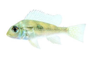 Eartheater 'Gurupi' :: 18479