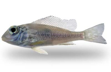 Eartheater 'Gurupi' :: 18479