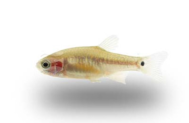 Emerald Dwarf :: 22021