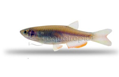 Hora Shiner :: 22027