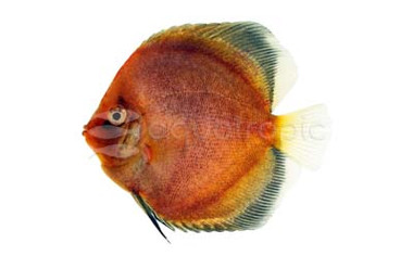 Nebula Discus :: 24077