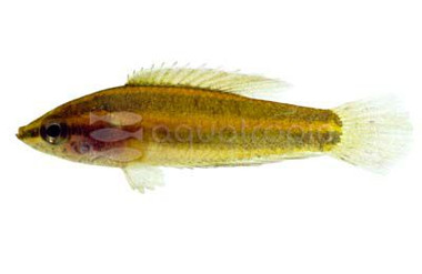 Anjunganensis Licorice Gourami :: 32024