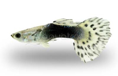 Variegated Blue Dumbo Ear Guppy, Male :: 33093