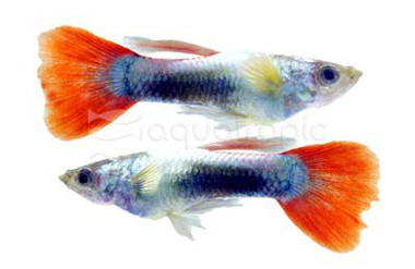 Santa Claus Dumbo Ear Guppy, Male :: 33107