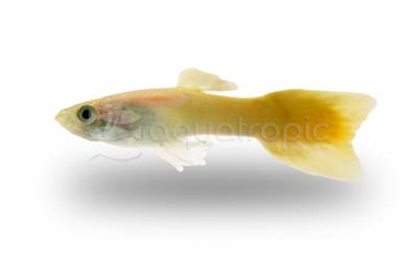 Golden Guppy, Male  :: 33128