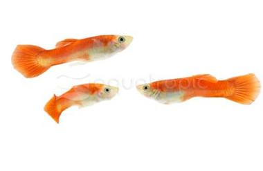 Red Blonde Guppy, Male :: 33132