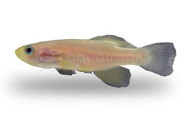 Blue-Gold Guentheri Killifish :: 37024