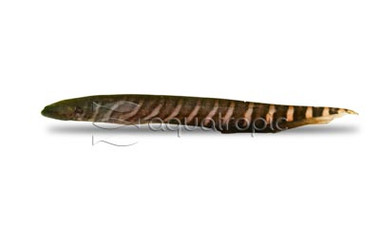 Tiger Knifefish :: 38011