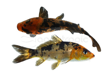 Assorted Domestic Koi :: 39107