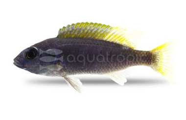 Yellow Tail Acei Malawi Cichlid :: 48925