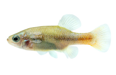 Redtail Splitfin Goodeid :: 49517
