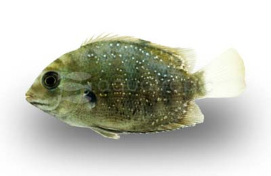 Green Chromide :: 54142