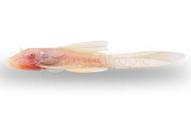 Bushy Nose Albino Longfin :: 58064