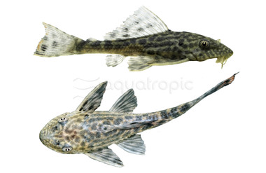 Amazon Sailfin Plecostomus :: 58083