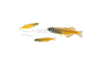 Red Neon 'Iriani' Rainbowfish :: 61039