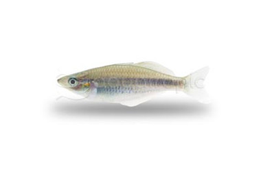 Suarbu :: 61044