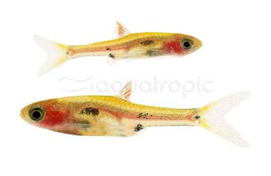Phoenix Rasbora :: 62018