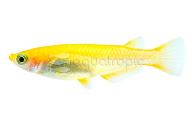 Japanese (Youkihi Medaka) Rice Fish :: 63504