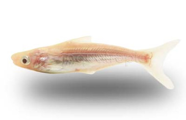 Golden Iridescent Shark :: 65011