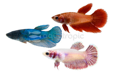 Mixed Color Delta Super Betta, Female :: 65706