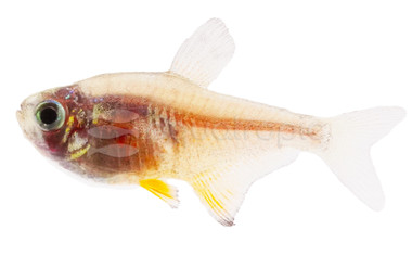 Flame Tetra :: 71011