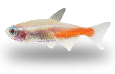 Albino Neon Tetra :: 71068