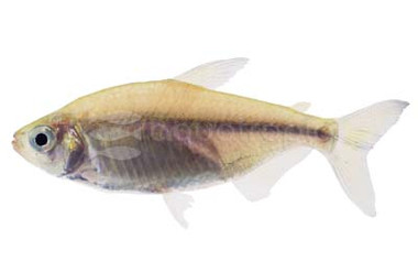 Congo Yellowtail Tetra :: 71072