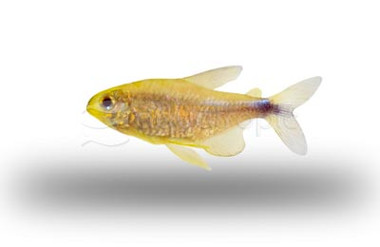 Reed Tetra :: 71079