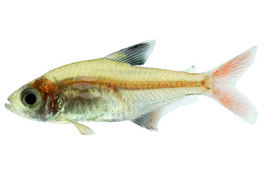 Brazilian Micropterus Tetra :: 71090
