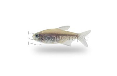 Negro D'Agua Tetra :: 71091
