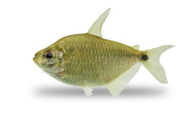 Brazilian Franciscoensis Tetra :: 71092
