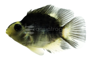 Parrot Panda :: 83743