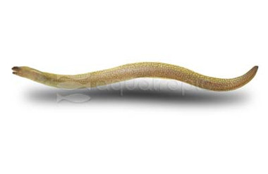 Freshwater Moray :: 84855