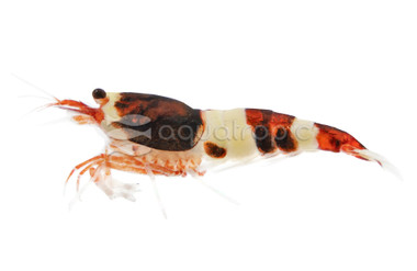 Red Panda Shrimp :: 20030