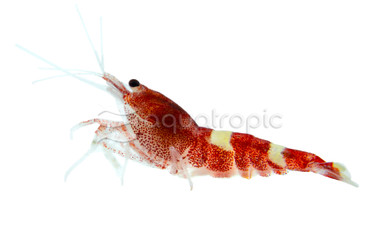 Red King Kong Shrimp :: 20035