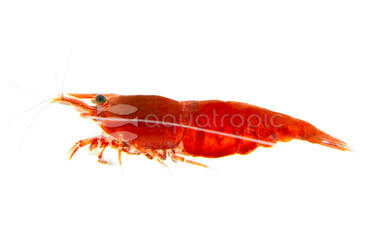 Fire Red Shrimp :: 20036