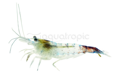 Blue Rili Shrimp :: 20039