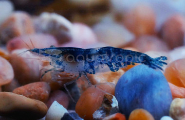 Cherry Blue :: 20062