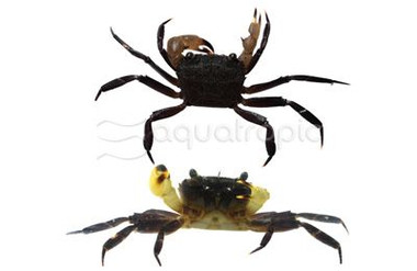 Yellow Leg Towuti Crab :: 20109