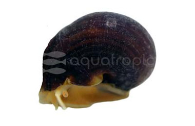 Albino Mystery Snail :: 50772