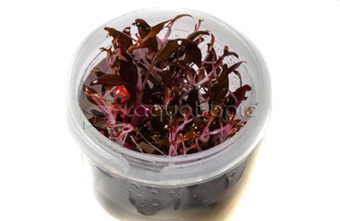 Alternanthera reineckii 'Mini' Cup AT :: 80500