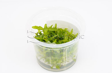 Staurogyne repens Cup AT :: 80533