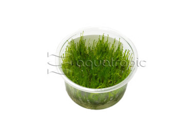 Taxiphyllum barbieri Cup AT :: 80534