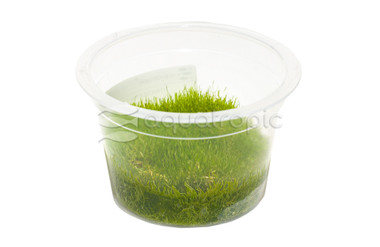 Utricularia graminifolia Cup AT :: 80537
