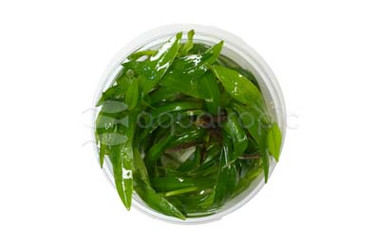 Helanthium quadricostatus Cup AT :: 80541