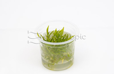 Cryptocoryne wendtii Green Cup AT :: 80548