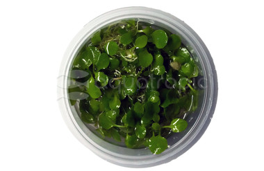 Lobelia cardinalis 'Mini' :: 80563